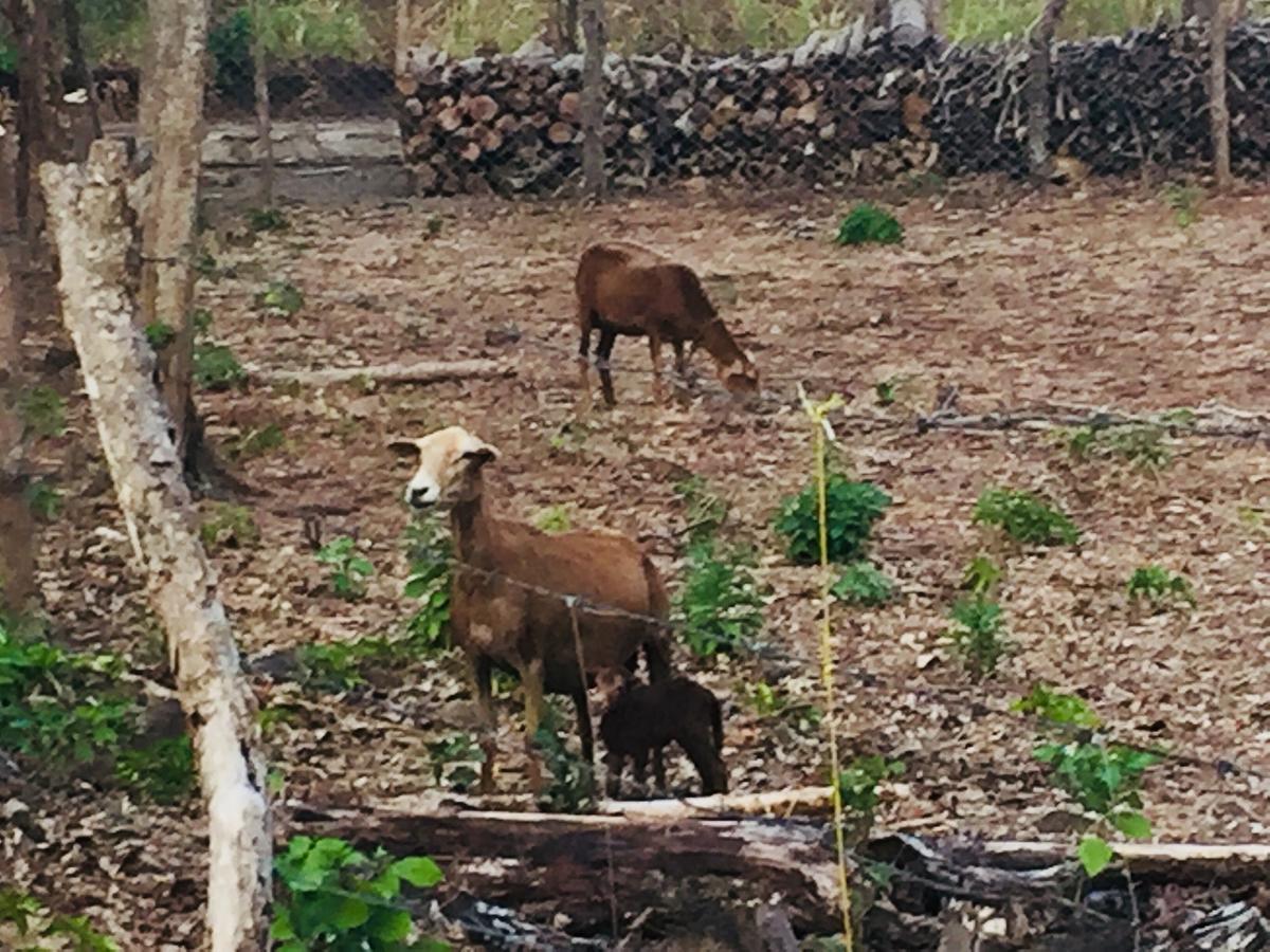 Lodge Del Sol Eco